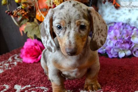 Showing 1 - 21 of 578 Dachshund puppy litters. AKC Champion Bloo