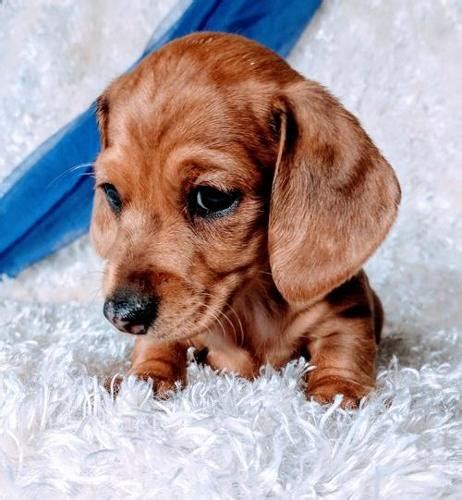 Mini dachshund puppy rescue. Things To Know About Mini dachshund puppy rescue. 