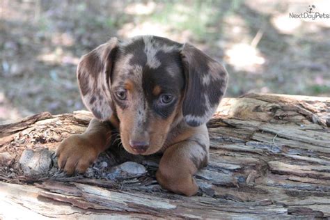 Puppy Tip. Microchipping will help others return your dog if she/he ever gets lost. Puppies.com will help you find your perfect Miniature Dachshund puppy for sale in Green Valley, AZ. We've connected loving homes to reputable breeders since 2003 and we want to help you find the puppy your whole family will love.. 