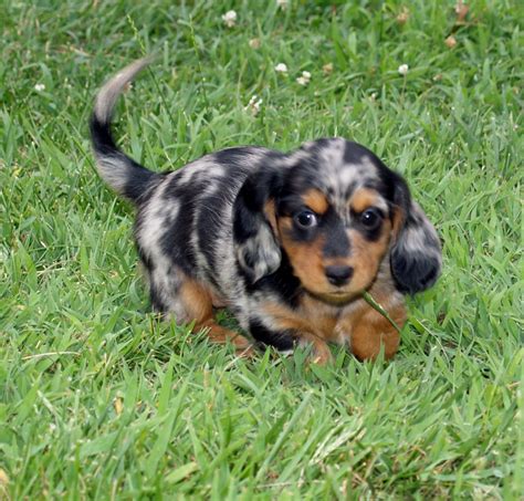 Mini dapple dachshund. Silver dapple piebald Miniature Dachshund. Piebald markings and dapple dachshunds are similar, but not the same. Unlike the piebald coloring, dapple is a pattern that doesn’t have large areas of white. White markings are still the base color, but the coat will have darker, more dense spots and patches if it’s … 