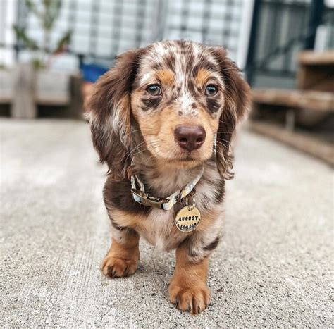 Mini dapple dachshund puppies for sale in texas