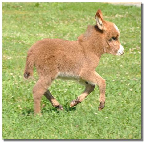 WELCOME TO OUR WEBSITE!! We have been raising miniature donkeys and miniature horses here in the west central part of Nebraksa for over 12 years....We are located right along I-80 interstate for easy access to our farm, we grow corn and soybeans.. 