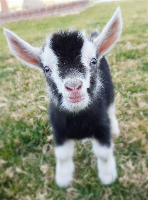 Mini goats. Things To Know About Mini goats. 