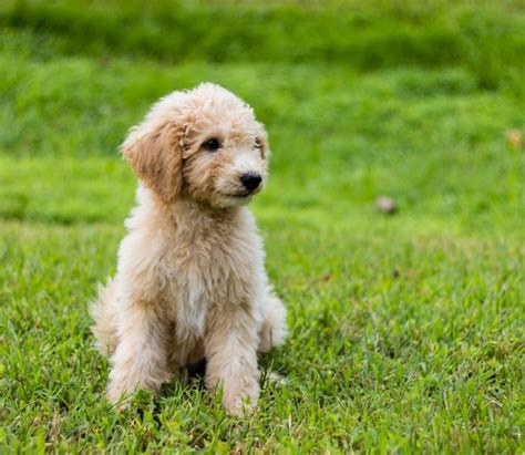 F1b Mini goldendoodles get around 18 to 20 inches tall at the shoulders and range between 19-35 pounds in weight. F1bb Mini Goldendoodle Pups. An F1bb goldendoodle is also known as a third-generation mini goldendoodle. With an F1b the mother is an actual F1b Goldendoodle and the Dad is still a mini Poodle. This mini goldendoodle version has a ...