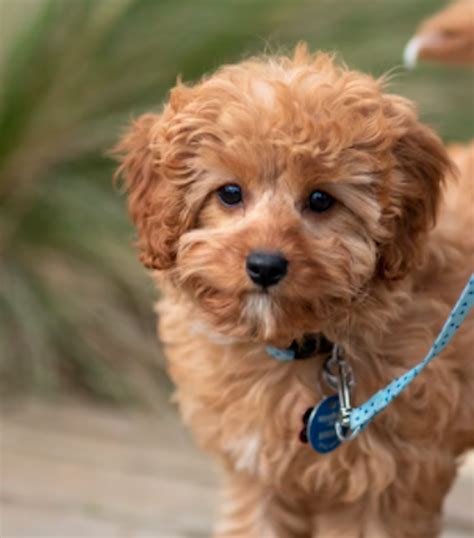 Are you looking for a loyal and loving companion? A Goldendoodle may be the perfect pet for you. Goldendoodles are a hybrid breed of the Golden Retriever and Poodle, and they make .... 
