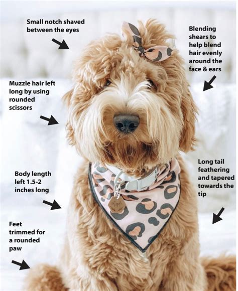 Mini goldendoodle teddy bear haircut. Start by brushing your Goldendoodle's fur to remove any tangles or mats. Use pet clippers with a blade attachment to trim the body hair to a desired length, leaving the legs slightly longer. Trim the hair on the head, leaving it longer to create a teddy bear look. Neaten the ears by trimming the hair around them. 