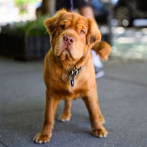 Mini hippo dog breed. The Mini Hippo is the result of crossing the Cocker Spaniel with the Shar-Pei breeds. This emerging designer breed is recognized for its gentle disposition a... 