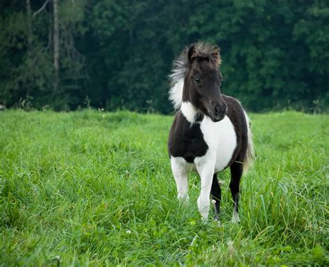 Mini horse. Nov 14, 2023 ... Tubby was separated from his mother- but now he's finally found happiness with his doggo siblings at his forever home! Meet some of the most ... 