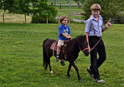  Lancaster Miniature Horses. Our Miniature Horses are registered pure-bred stock, and we offer a limited number of quality bred foals each year. Unrelated stock is available for breeding pairs. Stallions and bred mares are also occasionally offered. Beautiful colors are available, both pintos and solids. Whether you desire one for a beloved pet ... . 