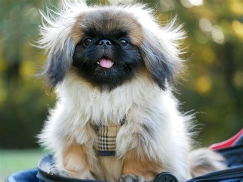 Apr 22, 2022 · A Pekingese puppy in North Carolina has an average price of $1400-$2800. Some Breeders could even offer North Carolina puppies for $3500 or even higher. The cost of a Pekingese puppy varies widely and depends on many factors. The price of the dog is influenced by the eminence of the breeder, as well as the availability of working and exhibition ... . 