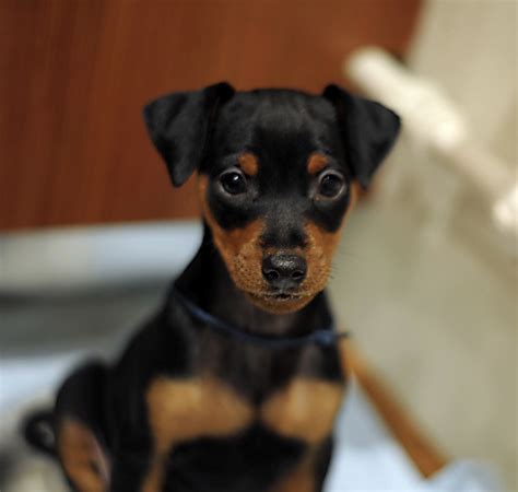 Adopt Miniature Pinscher Dogs in Missouri. Filter. UR