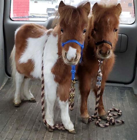 Mini Horse Mini Donkey. 🍒🎀🍒Pleass Call Directly 386 717 3230 Clare 26th Dec 2023 We have an Amazin.. Pinto. Miniature. Mare. 1. De Leon Springs, FL. $2,600. . Mini pony for sale near me