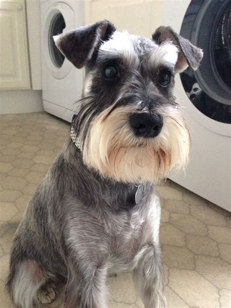 Mini schnauzer haircut. Like the Standard Schnauzer, they were bred to be ratters and guard dogs. The first record of a Miniature Schnauzer comes from 1888 and describes a black female called Findel. They were first imported to America in 1924, and in 1926, they were registered as a separate breed by the American Kennel Club. They reached the UK in 1928 and quickly ... 