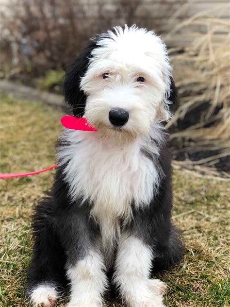 Mini sheepadoodle. Mini Sheepadoodle named Bayley is going viral, thanks to the adorable black-and-white pooch’s astounding and uncanny resemblance to Snoopy, the canine mascot for the Peanuts cartoon troupe. 