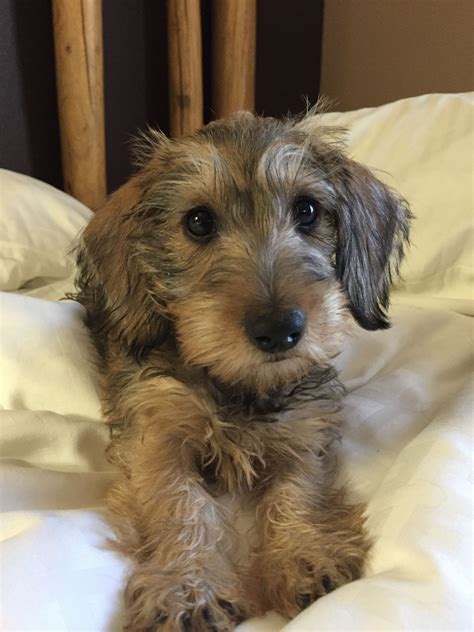 Mini wire haired dachshund. Things To Know About Mini wire haired dachshund. 