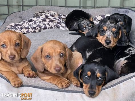 Mini-Dachshund-puppies - TradingPost.com.au