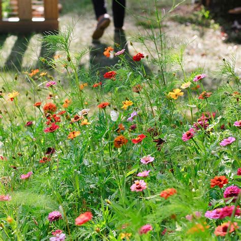 Read Mini Meadows Grow A Little Patch Of Colorful Flowers Anywhere Around Your Yard By Mike Lizotte