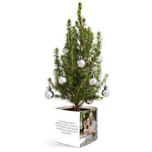 Mini-julgran vid entr&eacute;n - Blomsterlandet