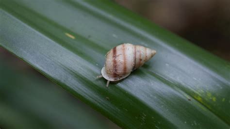 Mini_Snail Onlyfans Leaked [PPV] 🍌