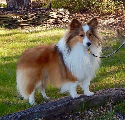 Miniature/Toy Sheltie? (Shetland Sheepdog) - YouTube