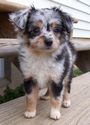 Characteristics of Miniature Australian Shepherd Yorkie Mix