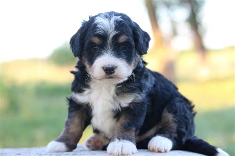 Miniature Bernedoodle Puppy For Sale Idaho