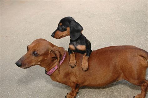 Miniature Dachshund; Every Rescue Bulldog is different: personality, temperament, energy, comfort with kids