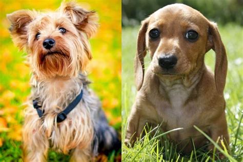 Miniature Dachshund Yorkie Mix