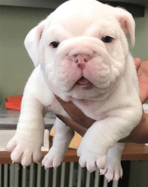 Miniature English Bulldog Puppies For Sale In Chicago