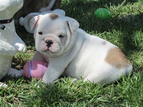 Miniature English Bulldog Puppies For Sale In Los Angeles