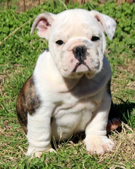 Miniature English Bulldog Puppies For Sale In Louisiana