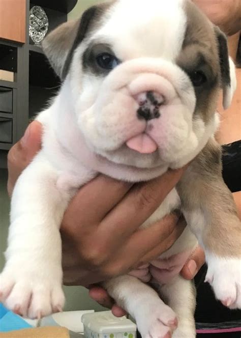 Miniature English Bulldog Puppies For Sale In Wisconsin