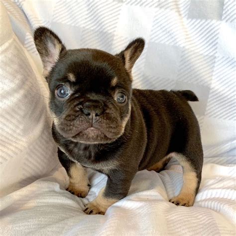 Miniature French Bulldog Puppies For Sale In Texas