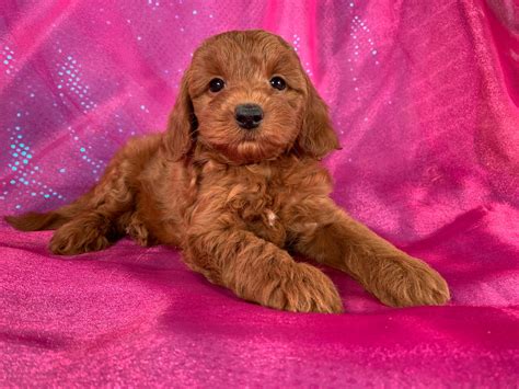 Miniature Goldendoodle Puppies For Sale In Iowa