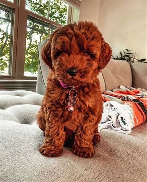 Miniature Goldendoodle Puppies For Sale In Texas