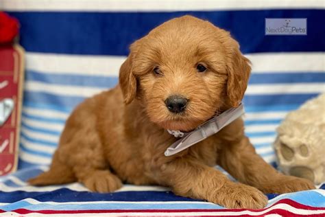Miniature Goldendoodle Puppies In Pa