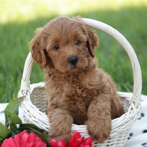 Miniature Labradoodle Puppies For Sale In Kansas