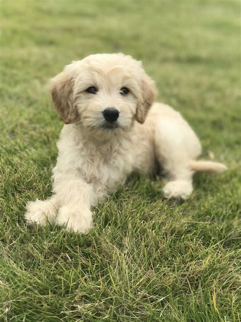 Miniature Labradoodle Puppies For Sale Maryland