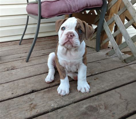 Miniature Old English Bulldog Puppies For Sale
