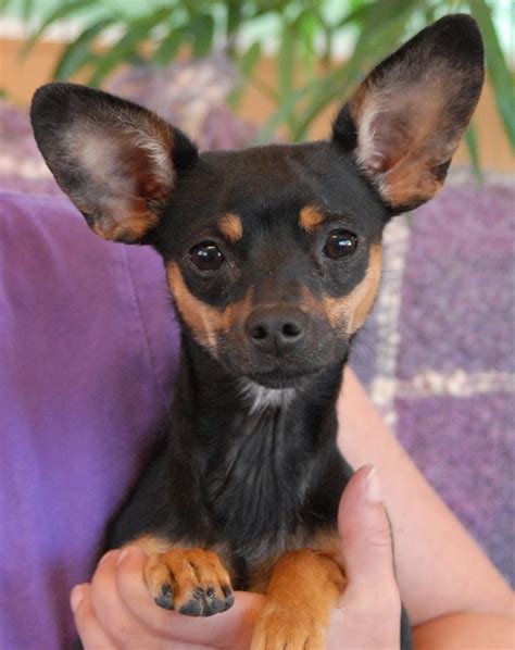 Miniature Pinscher Yorkie Mix Size