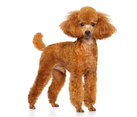 Miniature Poodle Puppies For Sale In Illinois