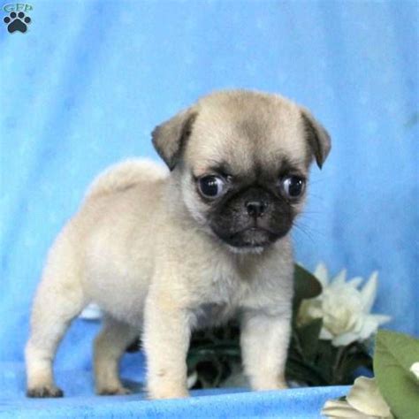 Miniature Pug Puppies For Sale