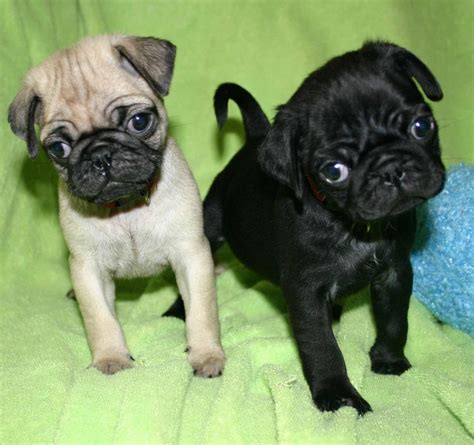 Miniature Pug Puppies For Sale In Texas