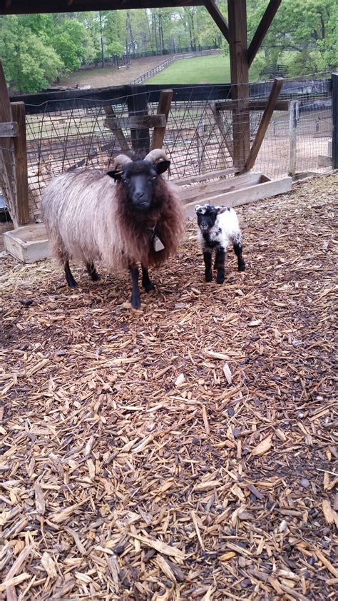 Miniature Shetland Sheep - farm & garden - by owner - sale