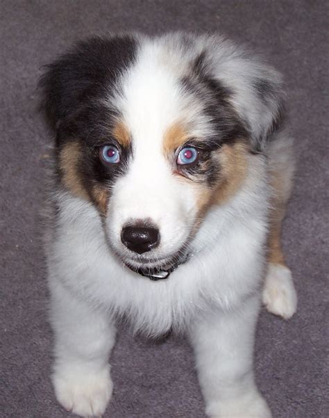 Miniature Australian Shepherd · Colorado Springs, CO. Black Tri Female. Call or text for more information. 719-280-XXXX. Delivery available to CO Springs, Denver, Fort Collins, Cheyenne WY, Douglas WY, Scottsbluff NE. Health guarantee. sterling adams ·5 days ago on Puppies.com.. 
