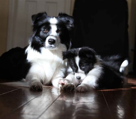 Miniature border collie for sale. Things To Know About Miniature border collie for sale. 
