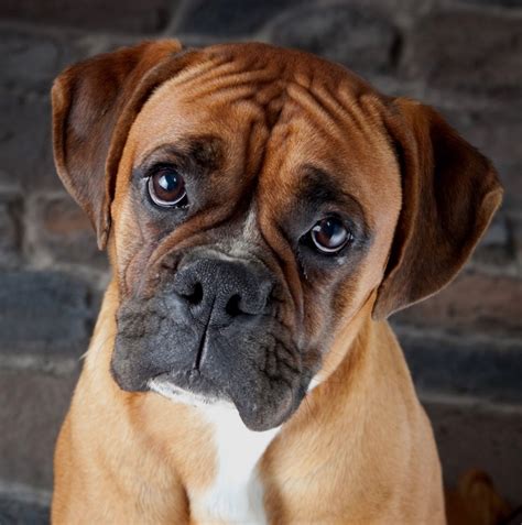 Miniature boxer. Learn about the Miniature Boxer, a cross between the Boxer and other breeds that make them a loyal and affectionate dog. Find out their temperament, health, lifespan, and care tips from Hepper, a … 