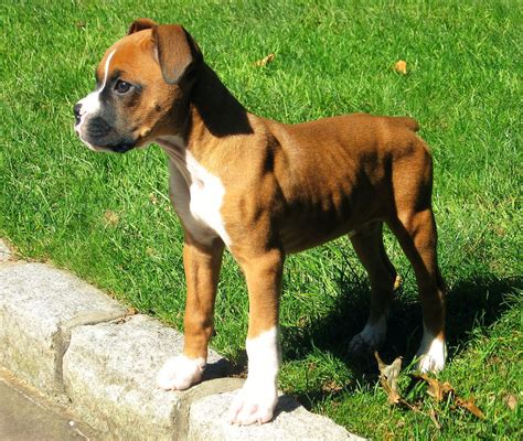Miniature boxer dog breed. Things To Know About Miniature boxer dog breed. 