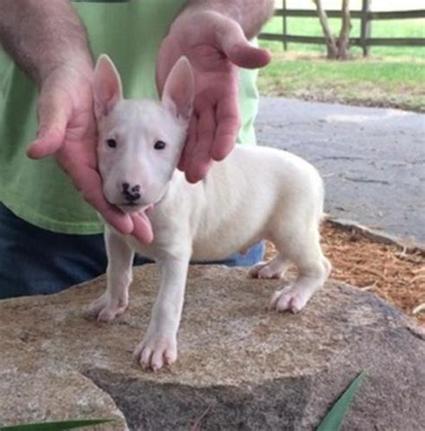 Miniature bull terrier for sale craigslist. craigslist For Sale "puppies" in SF Bay Area ... Cute baby bull terrier ***puppies*** $0. san jose south Rare Green Eyes - Mix Puppies ... Mini Aussie/Belgian ... 