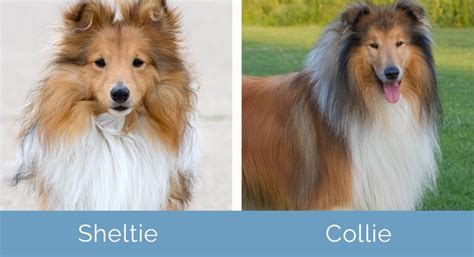 Miniature collie vs sheltie. Things To Know About Miniature collie vs sheltie. 